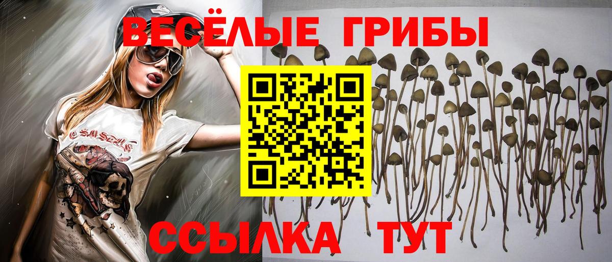 Чайковский  Псилоцибиновые грибы прущие грибы  Галлюциногенные грибы Cubensis  Вход с VPN 